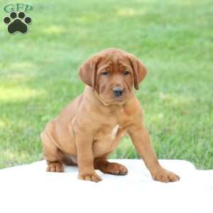 Duke, Fox Red Labrador Retriever Puppy